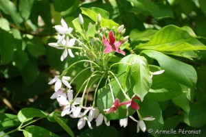 Guadeloupe Août 2015-02658  